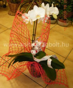 Cserepes Orchidea